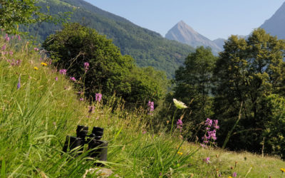 Preparazione all’Esame Professionale Superiore per Counsellor (Esame Federale)